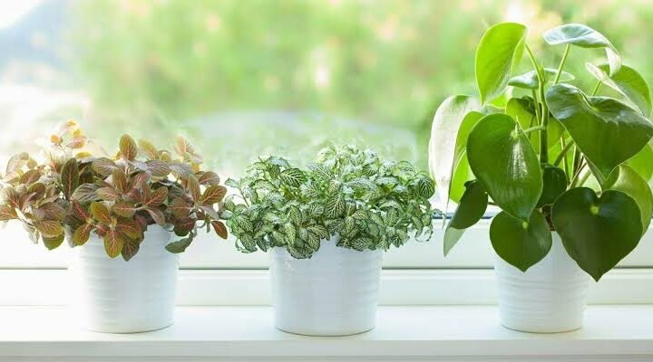 Best Air Purifying Indoor Plants for Your Home (2026) Gardens guide